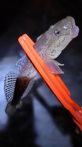 ハゼの釣果