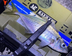 マアジの釣果