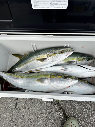 ハマチの釣果