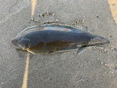 ウシノシタの釣果