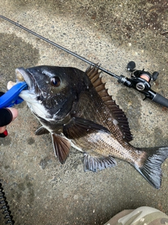 クロダイの釣果