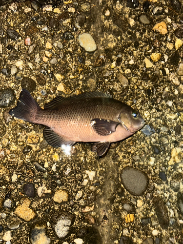 メジナの釣果