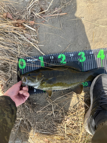 スモールマウスバスの釣果