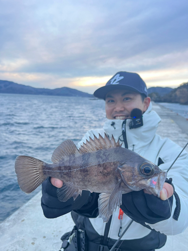 シロメバルの釣果