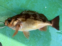 ウスメバルの釣果