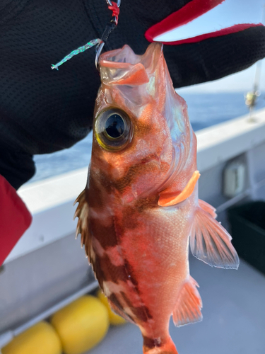 ウスメバルの釣果