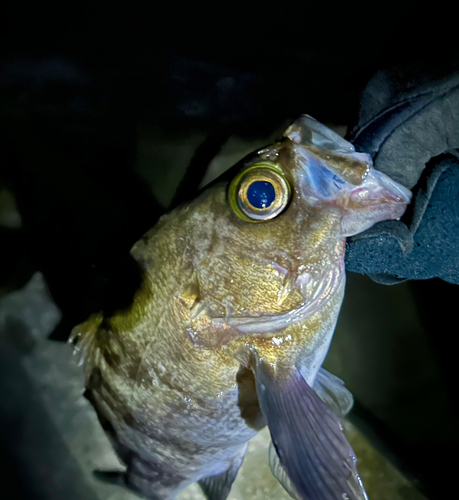 シロメバルの釣果