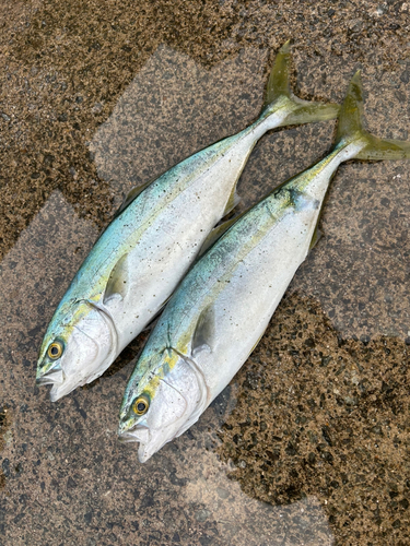 ハマチの釣果