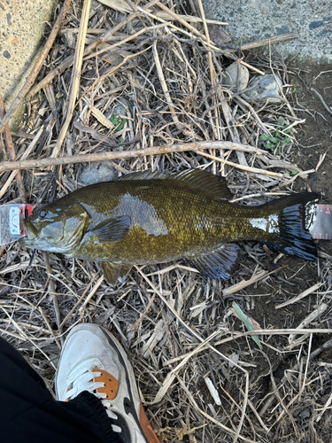 スモールマウスバスの釣果