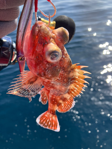 ウッカリカサゴの釣果