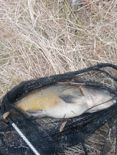 アメリカナマズの釣果