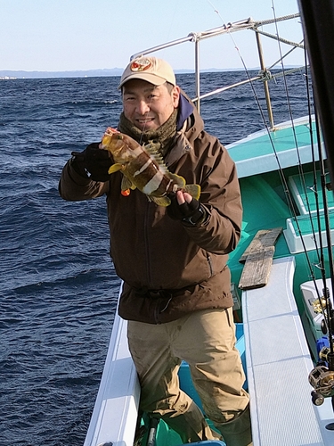 アオハタの釣果