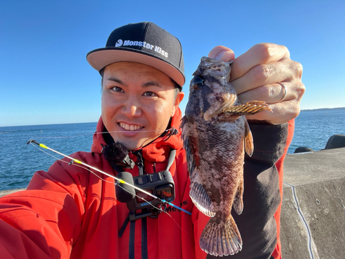 ムラソイの釣果