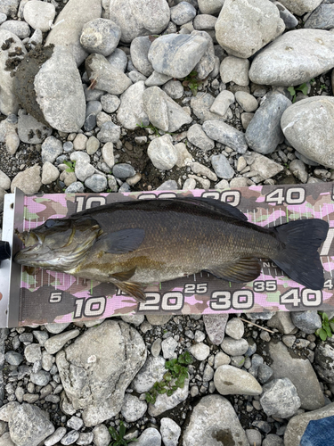 スモールマウスバスの釣果