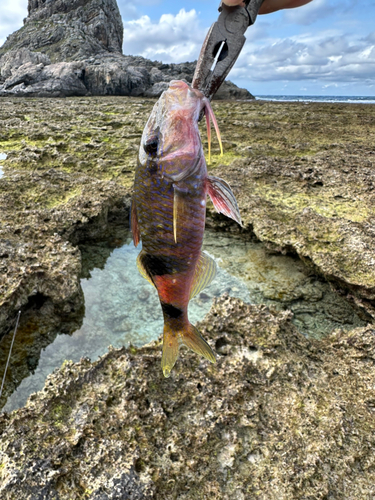 オジサンの釣果