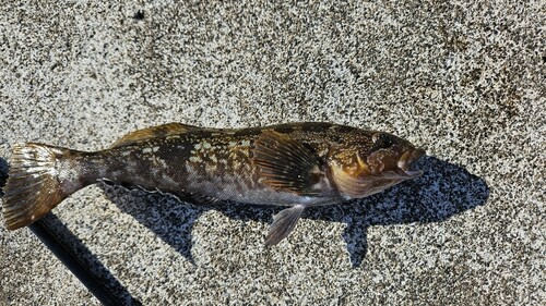 エゾイソアイナメの釣果