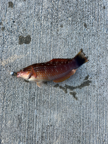 アカササノハベラの釣果