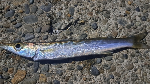 カマスの釣果