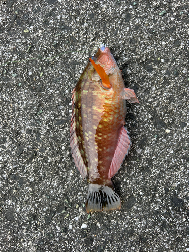 アナハゼの釣果