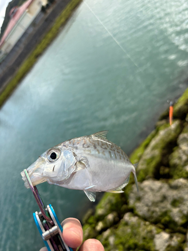 メッキの釣果