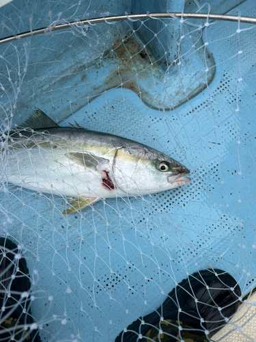 ハマチの釣果