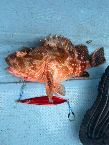 ウッカリカサゴの釣果