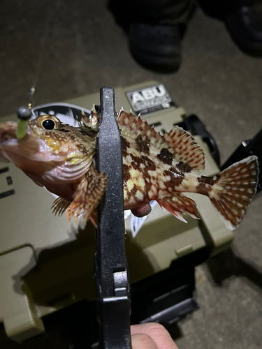 カサゴの釣果