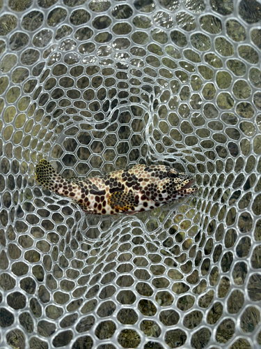 カンモンハタの釣果