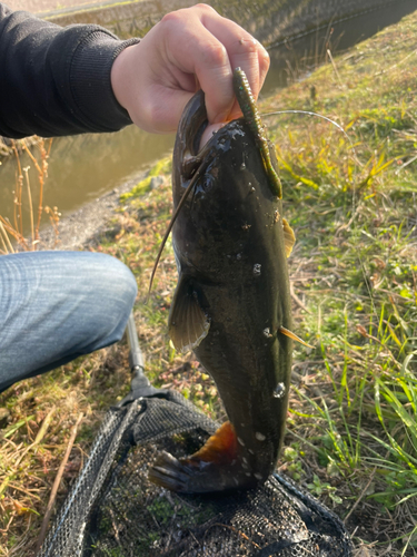 ナマズの釣果