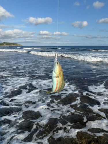 イソゴンベの釣果