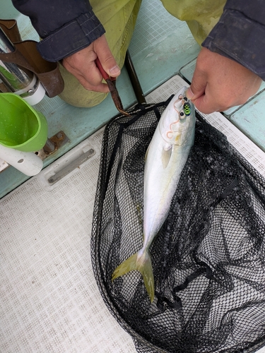 ハマチの釣果