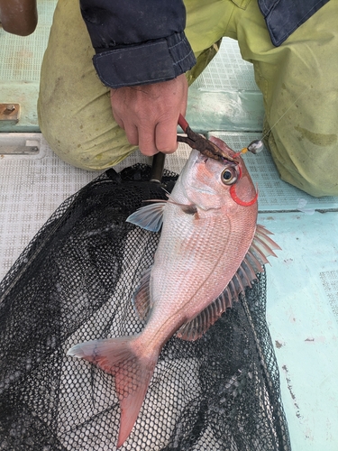 マダイの釣果