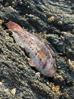 ブダイの釣果