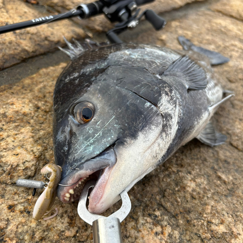 チヌの釣果