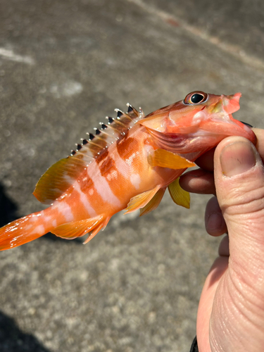 アカハタの釣果