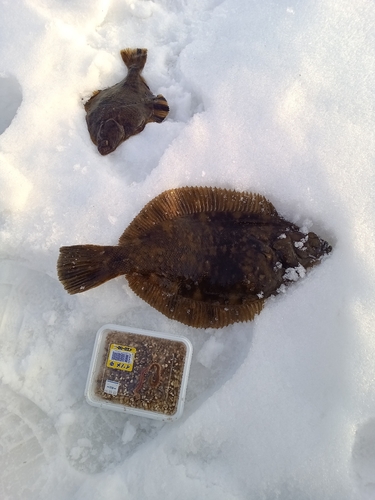 クロガシラガレイの釣果