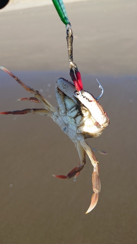 イシガニの釣果