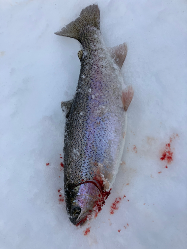 ニジマスの釣果