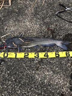 アメリカナマズの釣果