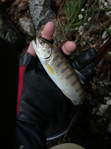 アマゴの釣果