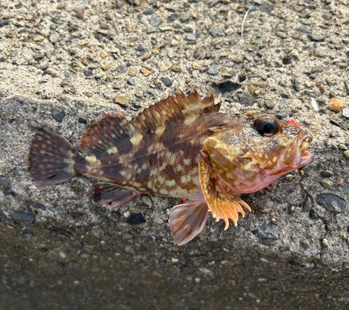 カサゴの釣果