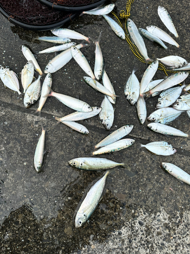 カタボシイワシの釣果