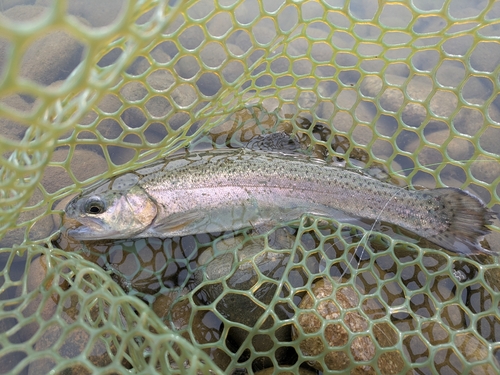 ニジマスの釣果