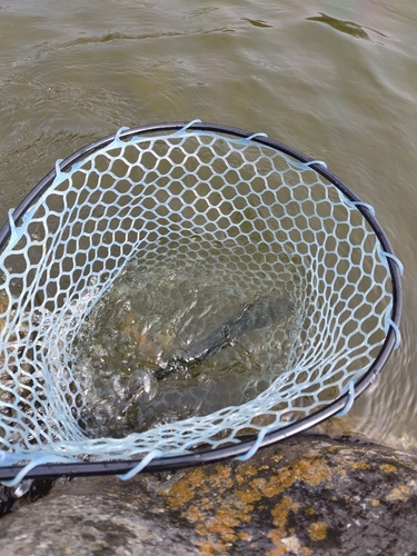 ニジマスの釣果