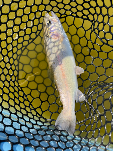 トラウトの釣果