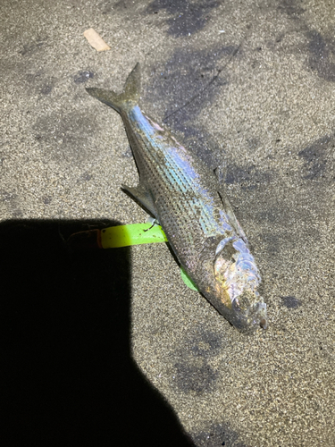 コノシロの釣果