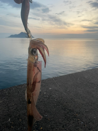 ヤリイカの釣果