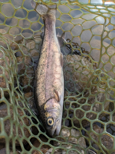 ニジマスの釣果