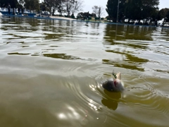 トラウトの釣果