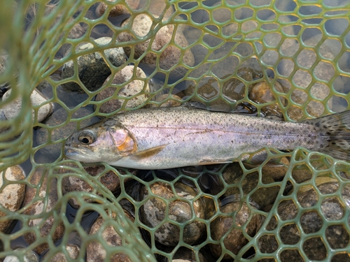 ニジマスの釣果